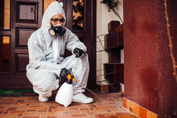 Attic and Crawl Space Rodent Treatment in Belvidere