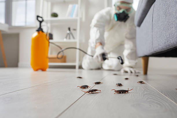 Commercial Rodent Management in Belvidere